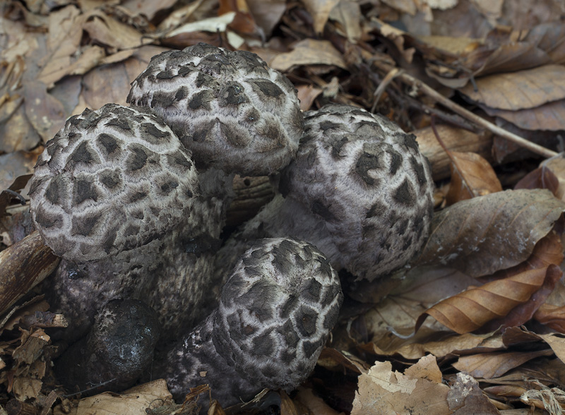 Strobilomyces strobilaceus 